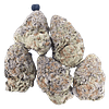 Runtz buttonz strain