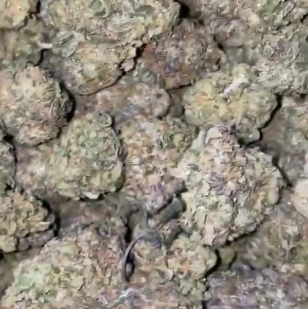 Jelly runtz strain